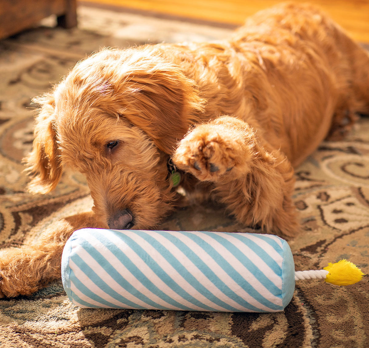 ThoozyPet Birthday Candle Blue Plush Dog Toy with Rope 16"