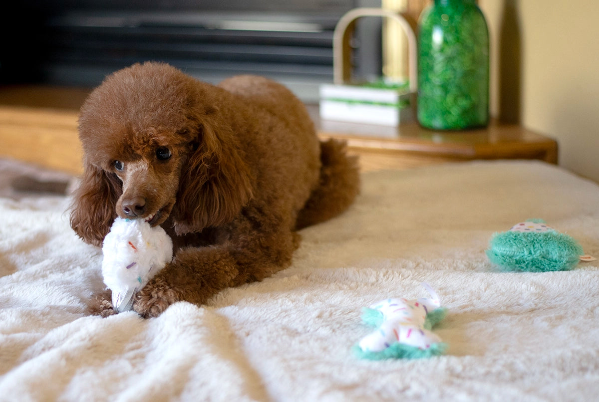 ThoozyPet Birthday 3pk Small Plush Dog Toys 5.5"