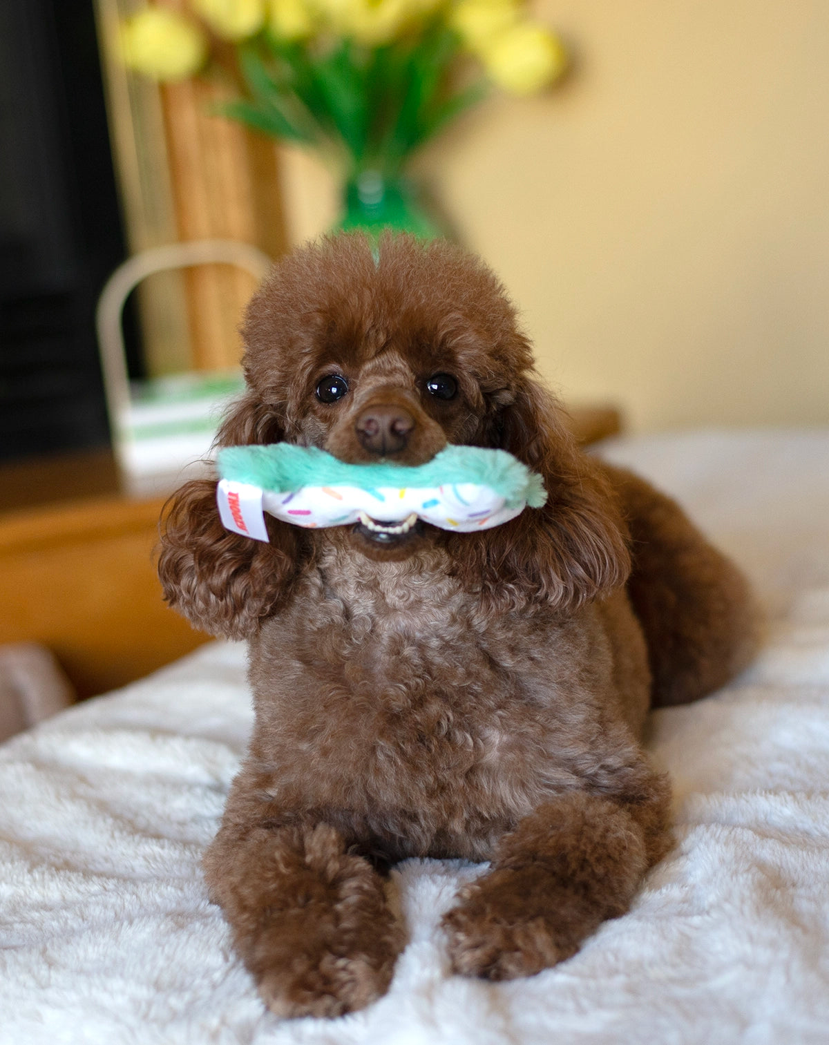 ThoozyPet Birthday 3pk Small Plush Dog Toys 5.5"