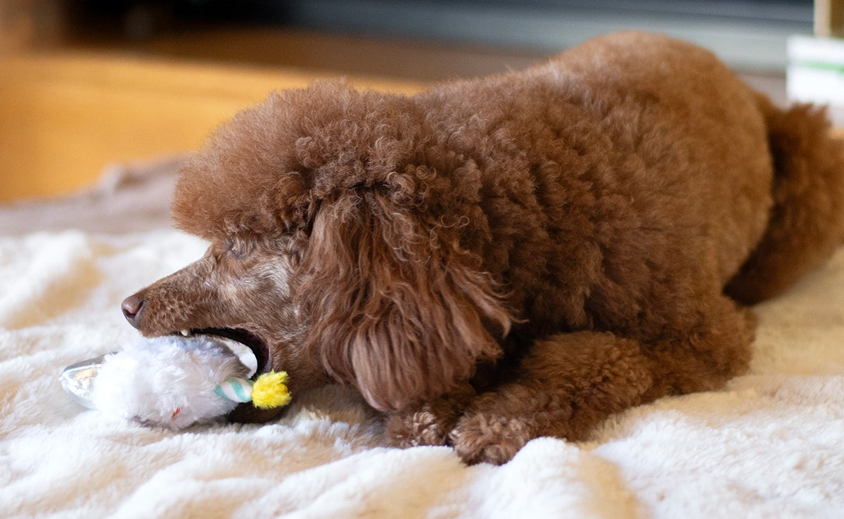 ThoozyPet Birthday 3pk Small Plush Dog Toys 5.5"