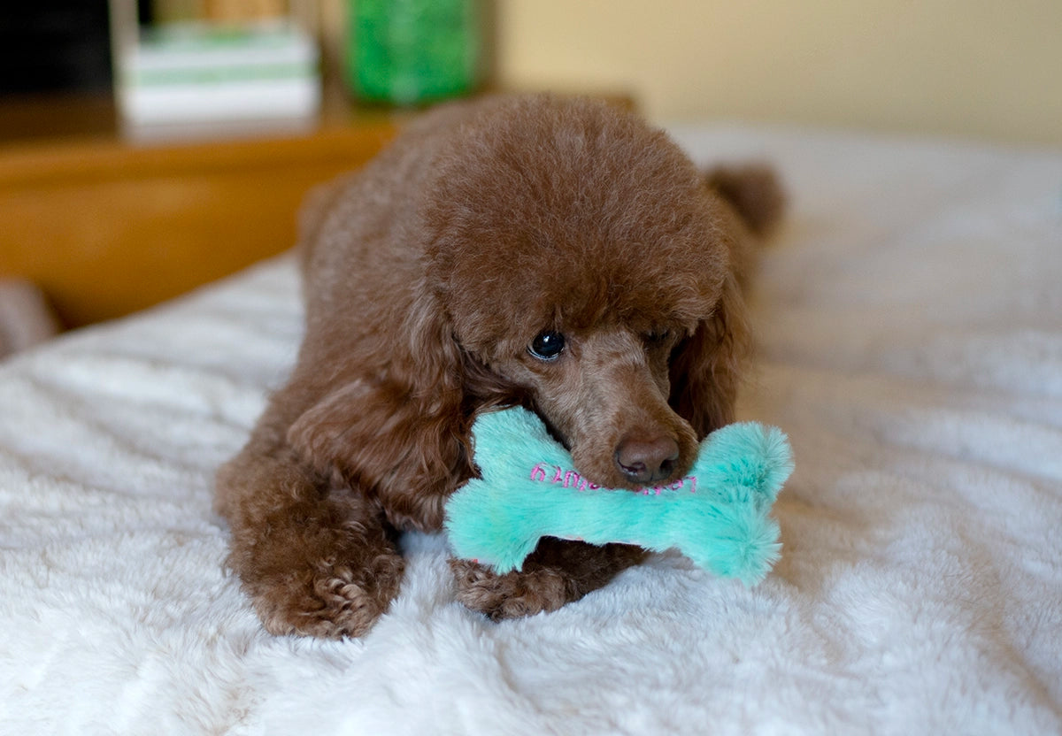 ThoozyPet Birthday 3pk Small Plush Dog Toys 5.5"