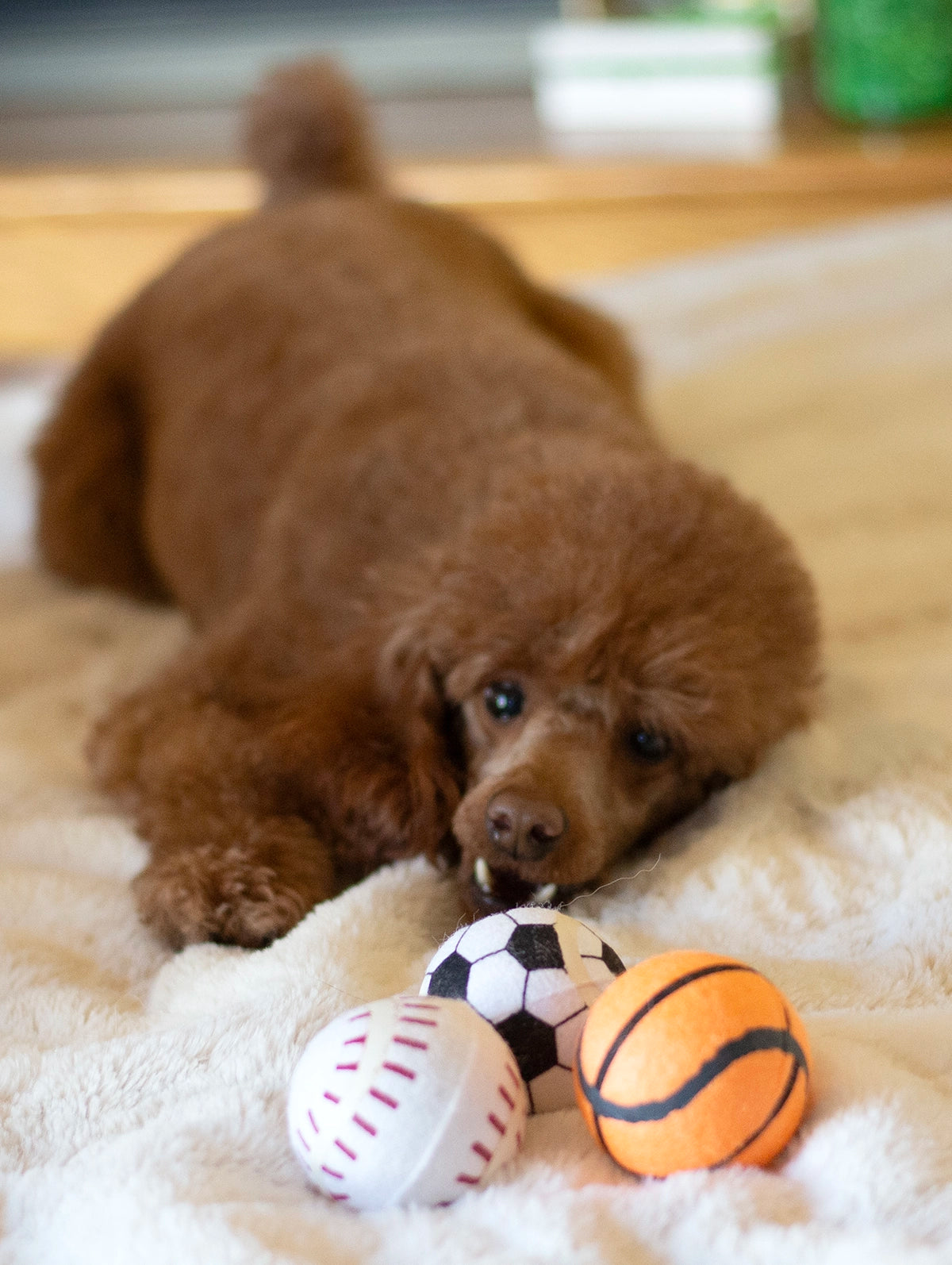 ThoozyPet 24PC PDQ - Tennis Ball Assorted (Baseball / Basketball / Soccer) Fetch Dog Toy 2.5"