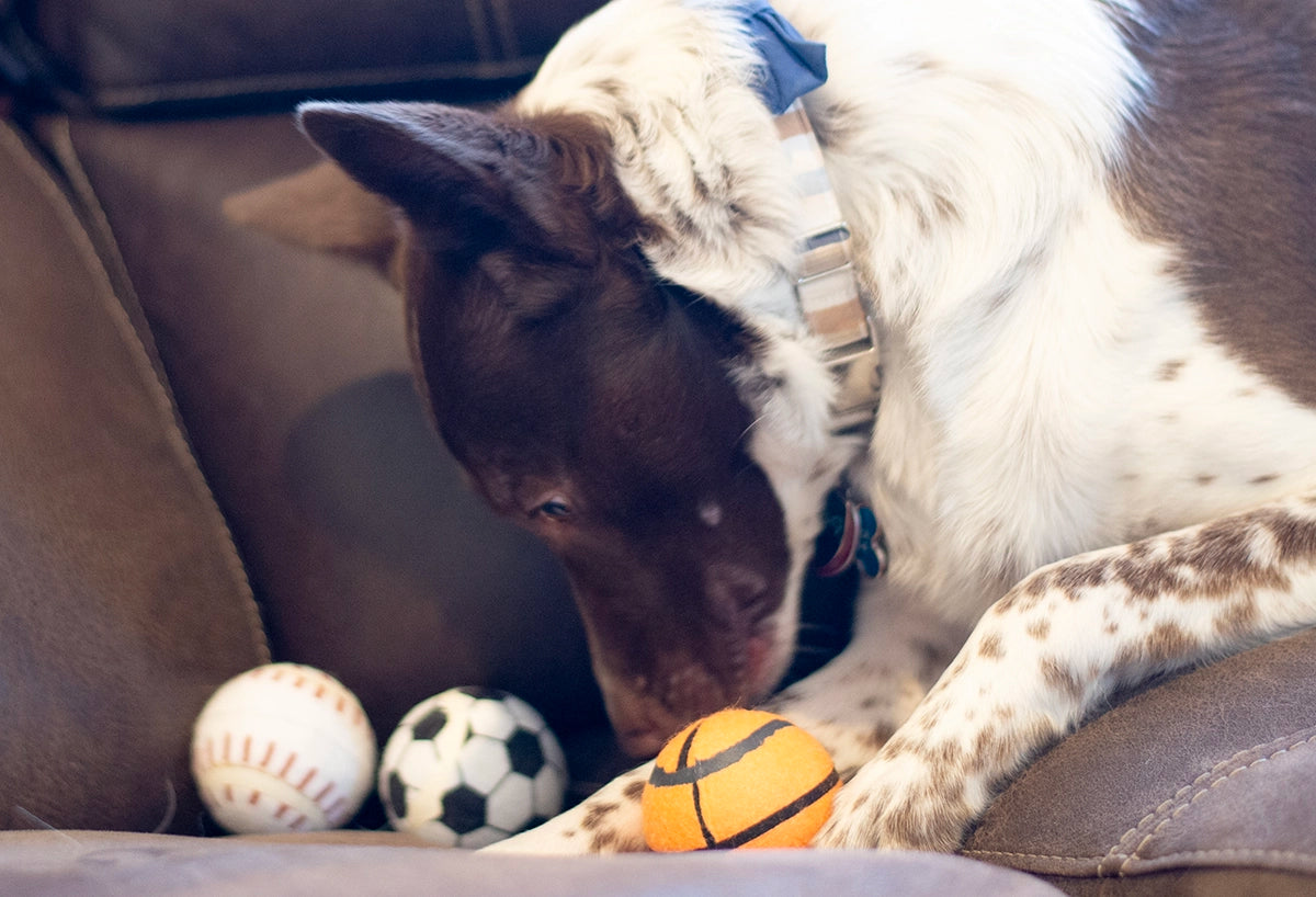 ThoozyPet 24PC PDQ - Tennis Ball Assorted (Baseball / Basketball / Soccer) Fetch Dog Toy 2.5"