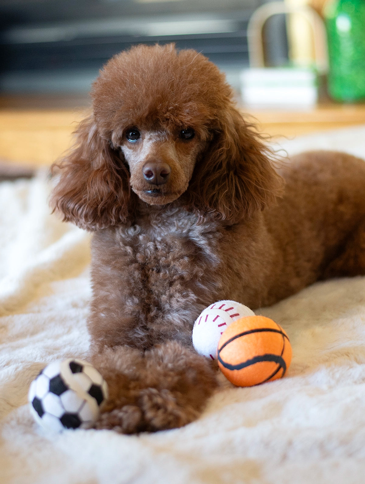 ThoozyPet 24PC PDQ - Tennis Ball Assorted (Baseball / Basketball / Soccer) Fetch Dog Toy 2.5"