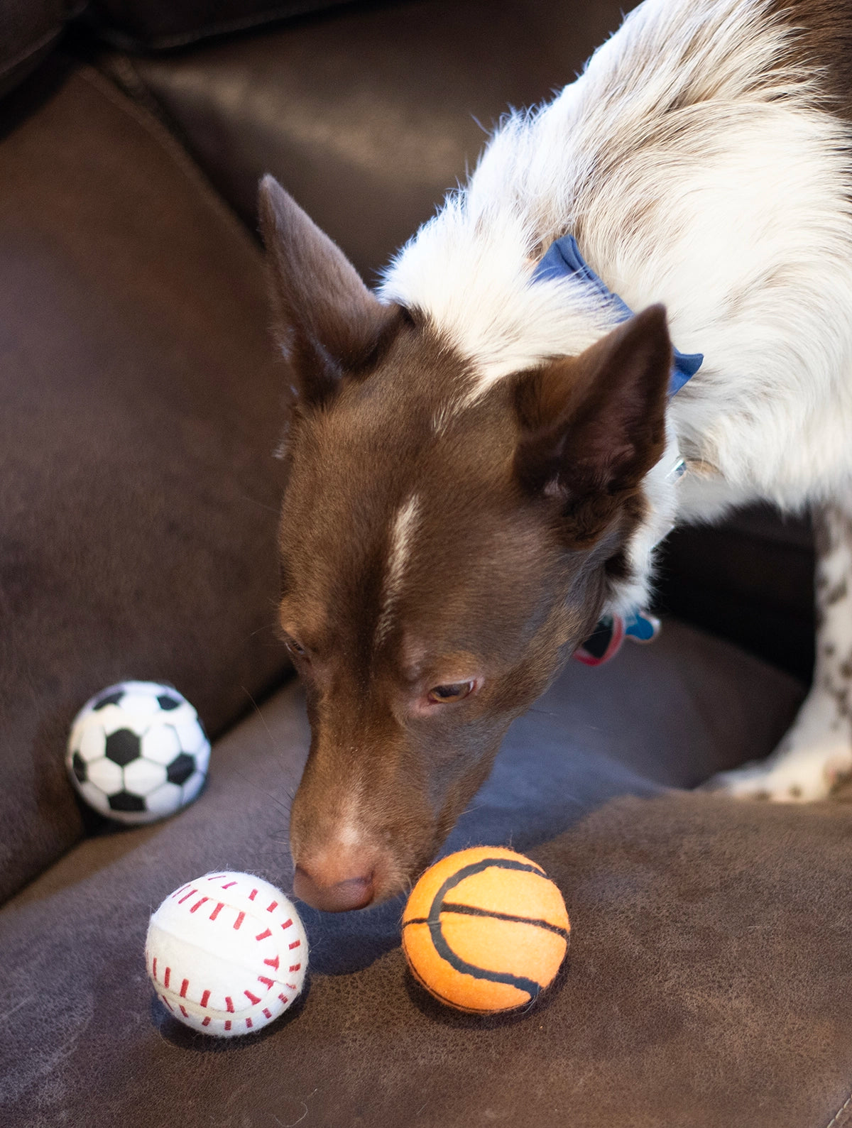 ThoozyPet 24PC PDQ - Tennis Ball Assorted (Baseball / Basketball / Soccer) Fetch Dog Toy 2.5"