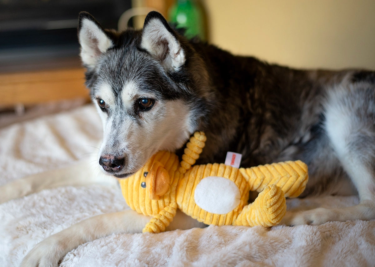 ThoozyPet Tuff & Cuddly Duck Plush Dog Toy 12.5"