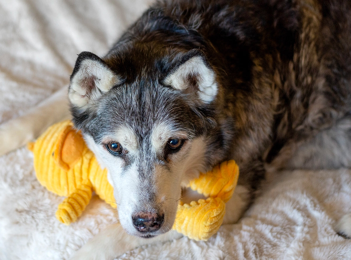 ThoozyPet Tuff & Cuddly Duck Plush Dog Toy 12.5"