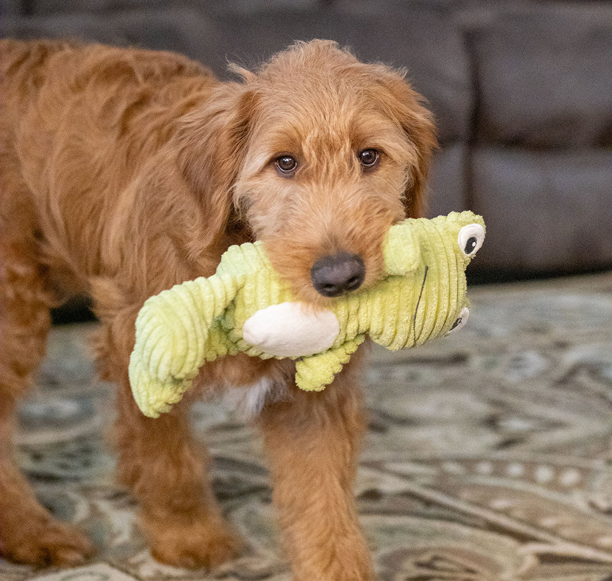 ThoozyPet Tuff & Cuddly Frog Plush Dog Toy 12.5"
