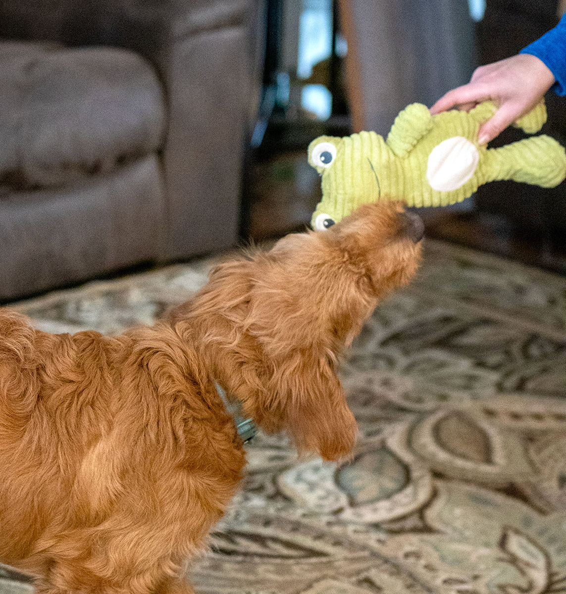 ThoozyPet Tuff & Cuddly Frog Plush Dog Toy 12.5"