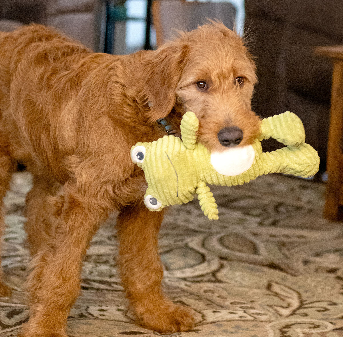 ThoozyPet Tuff & Cuddly Frog Plush Dog Toy 12.5"