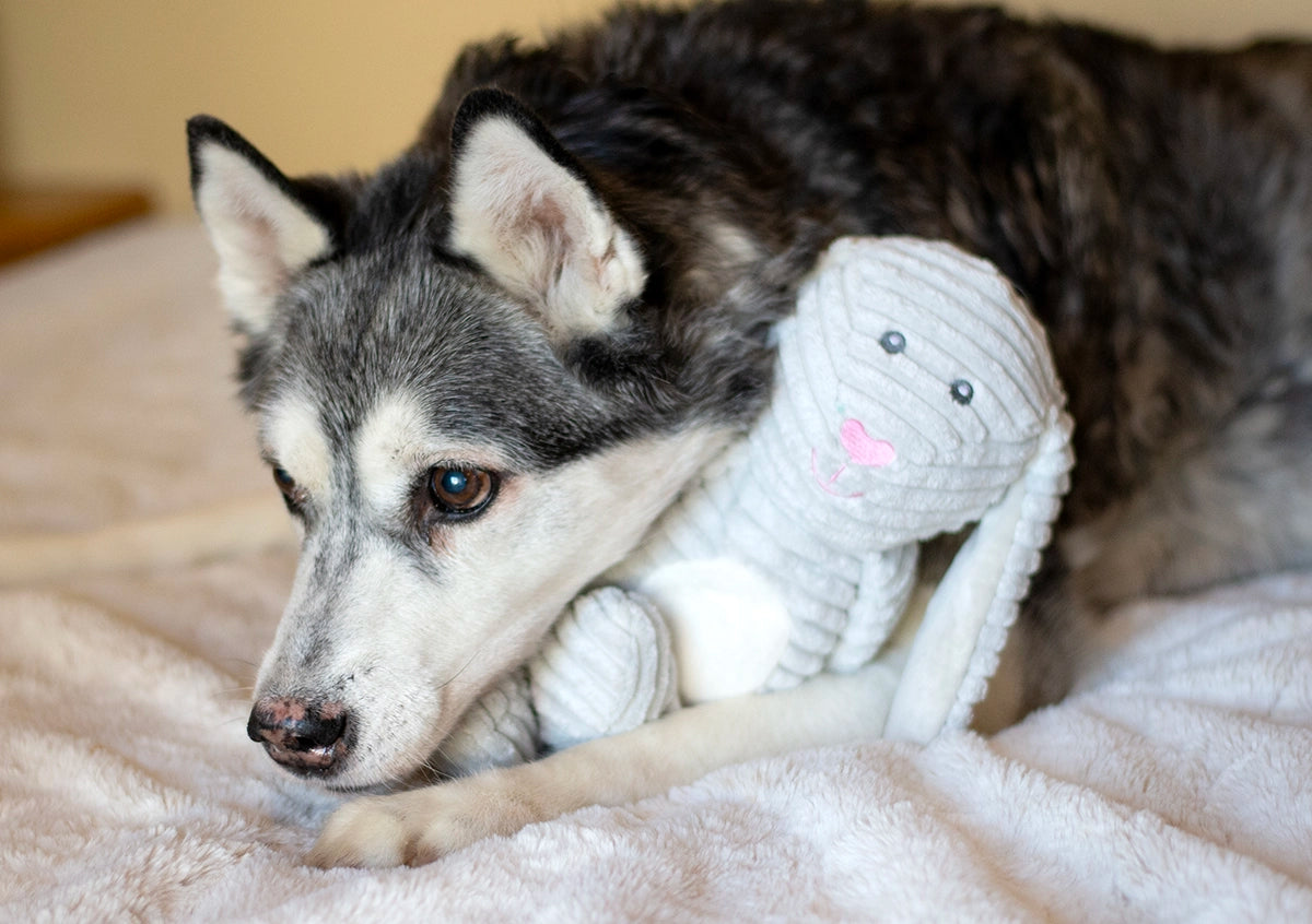 ThoozyPet Tuff & Cuddly Bunny Plush Dog Toy 12.5"