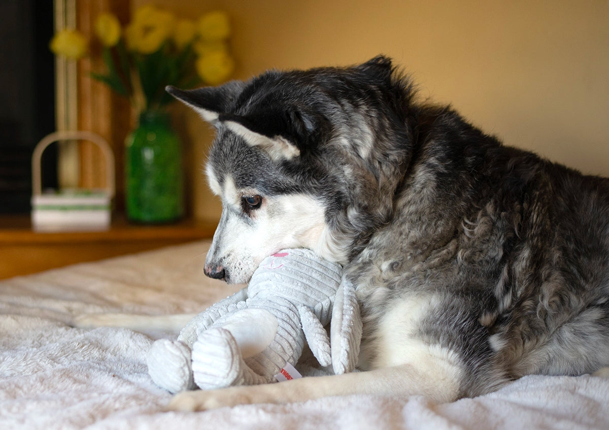 ThoozyPet Tuff & Cuddly Bunny Plush Dog Toy 12.5"