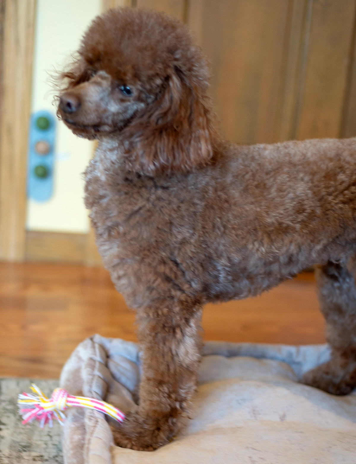 ThoozyPet 2-Knot Rope Dog Toy Blue / Red 8.5"