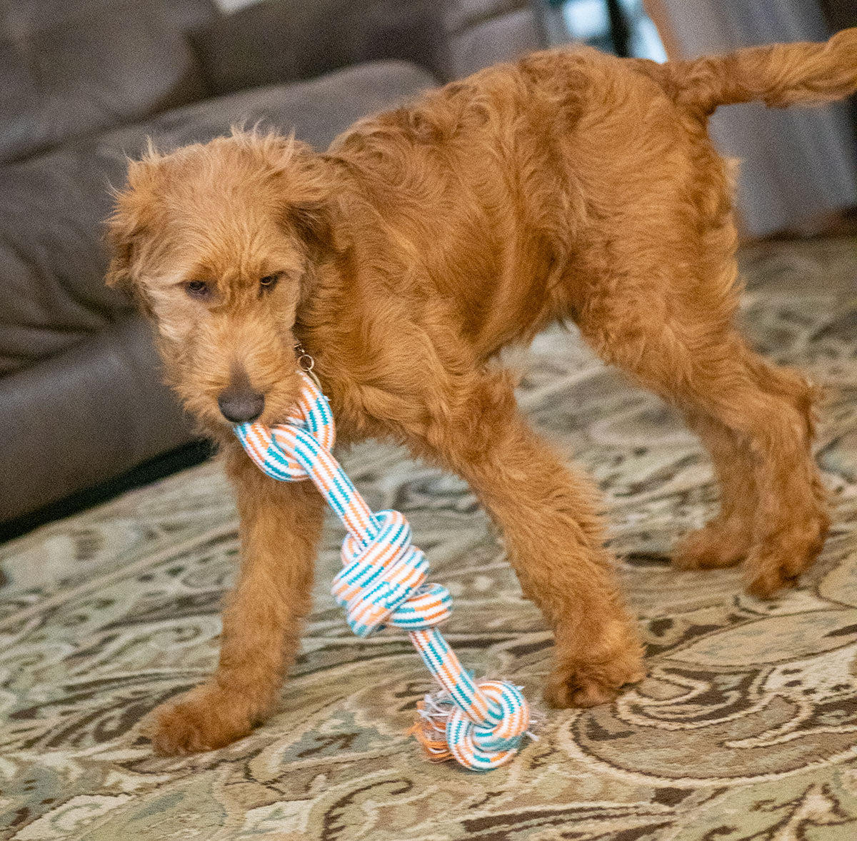 ThoozyPet 3-Knot Rope Dog Toy Orange / Teal 25"