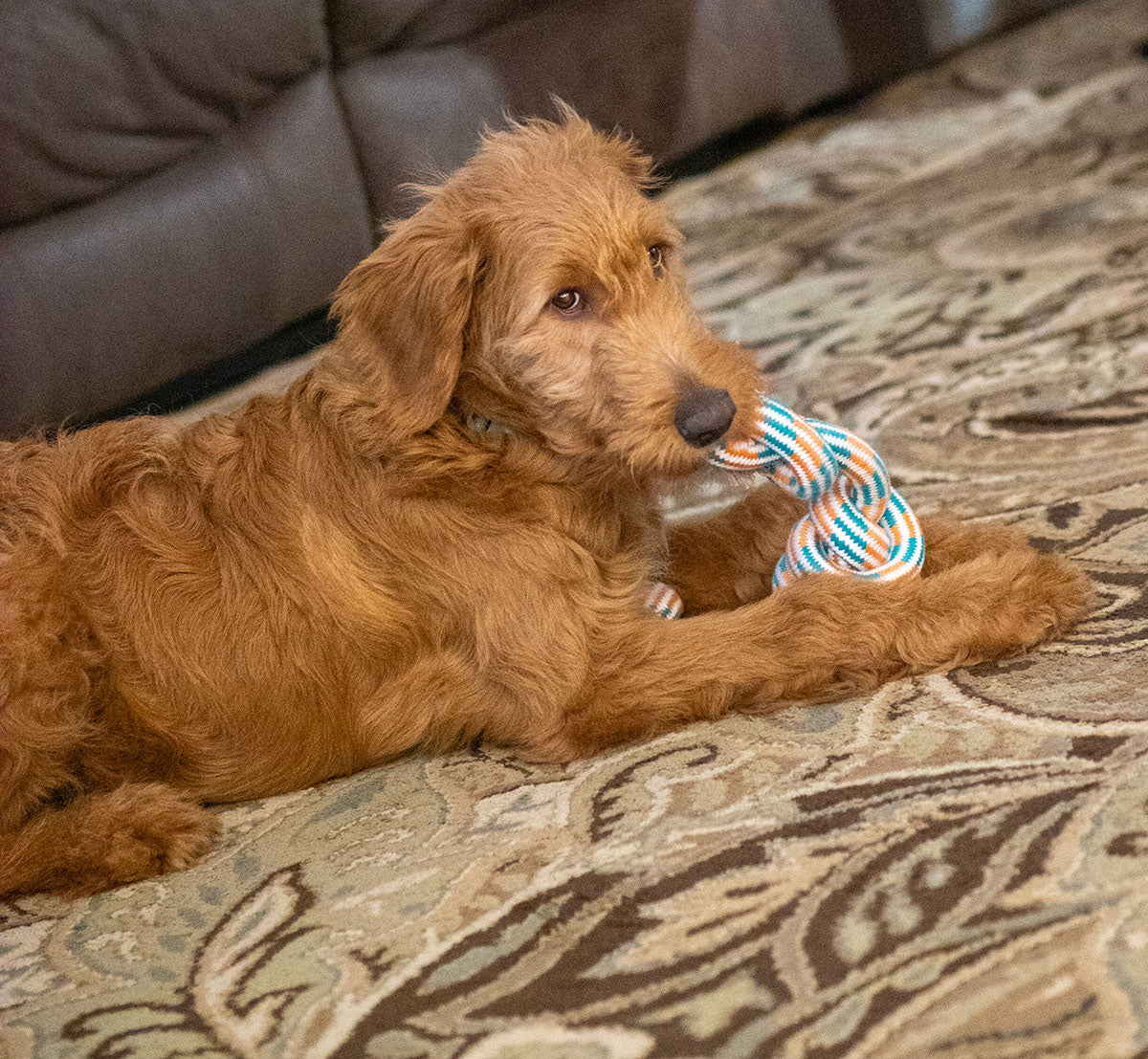 ThoozyPet 3-Knot Rope Dog Toy Orange / Teal 25"