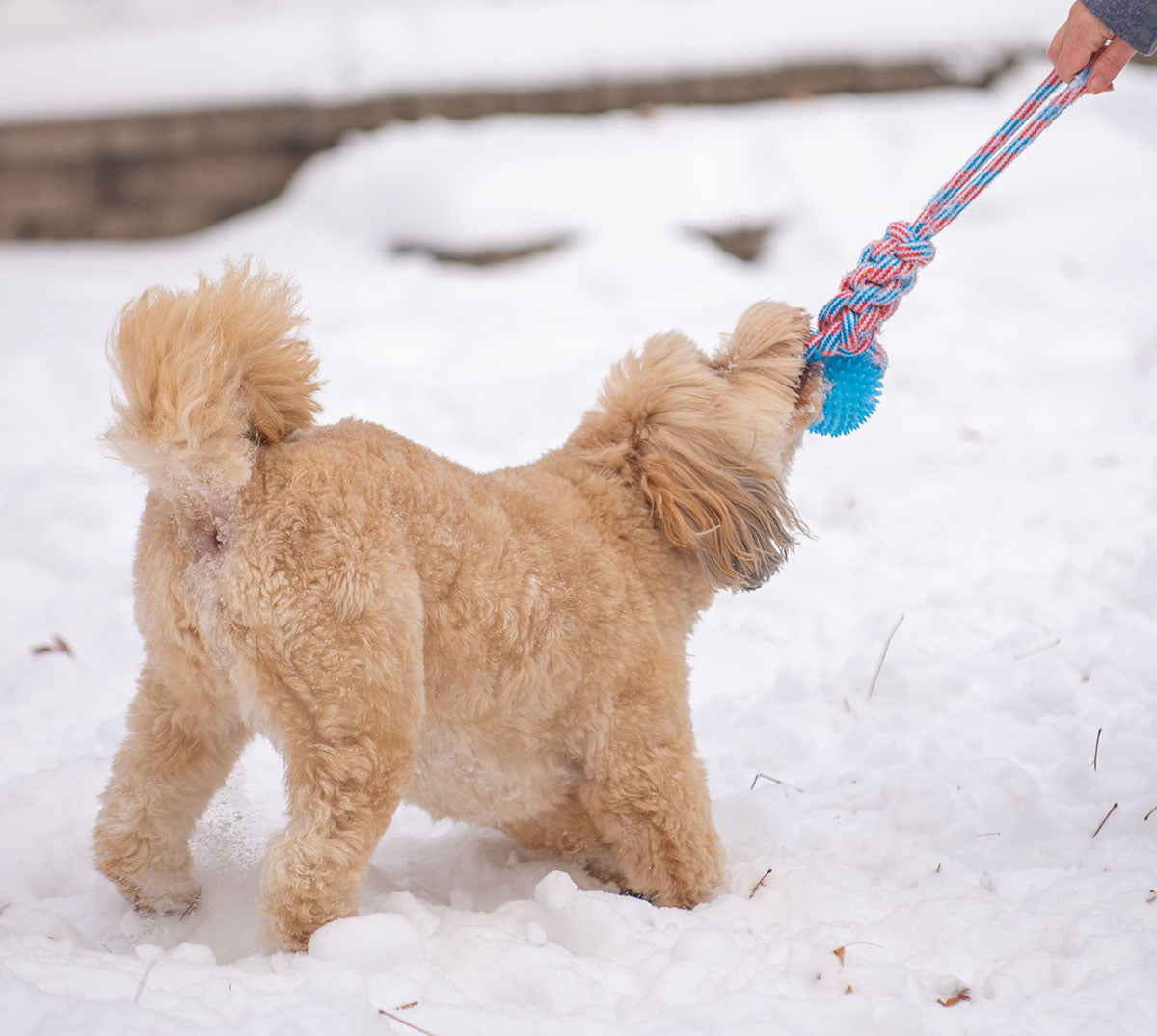 ThoozyPet Knotted Tug Rope Dog Toy with TPR Spike Ball Orange / Teal 16"