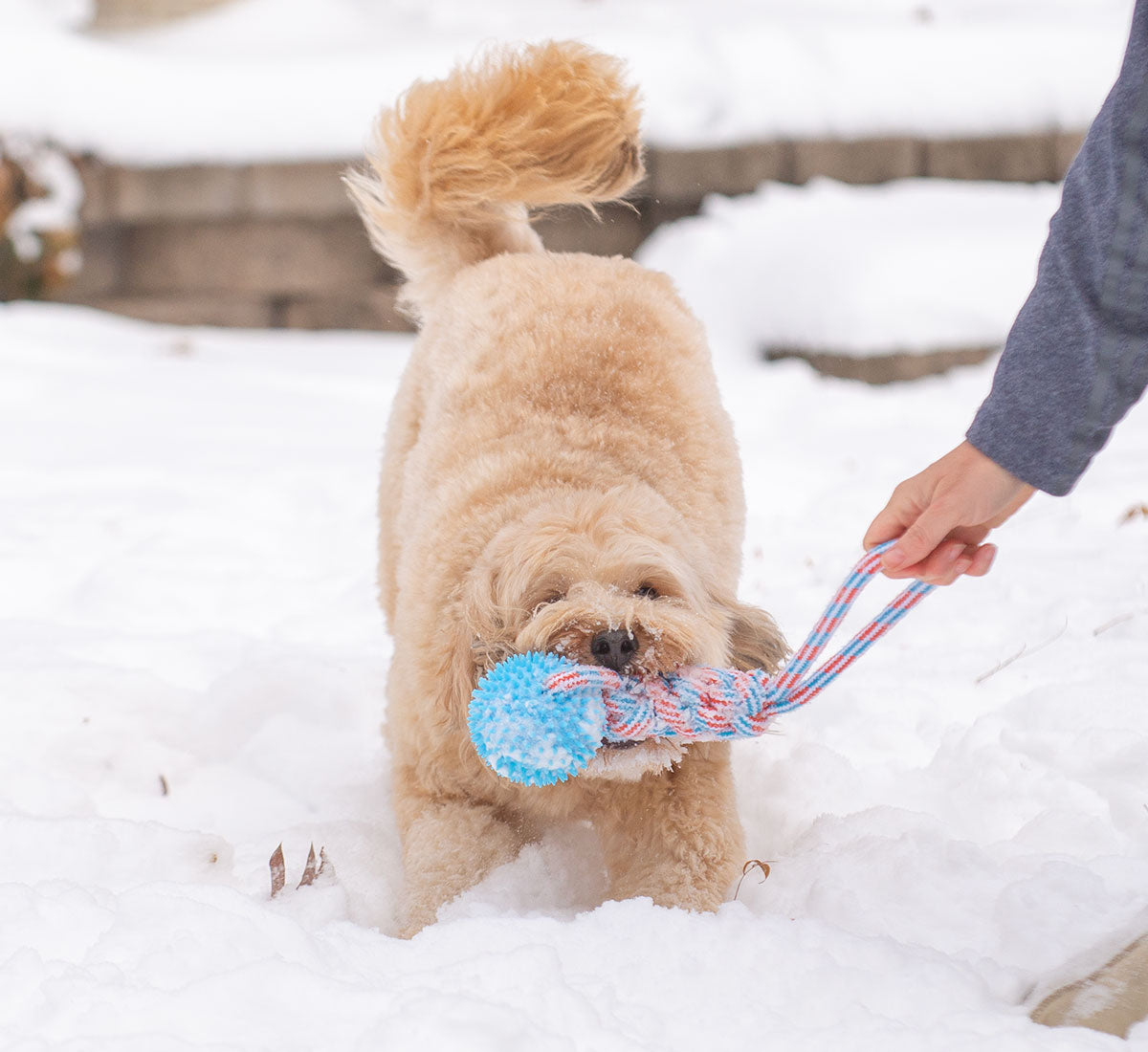 ThoozyPet Knotted Tug Rope Dog Toy with TPR Spike Ball Blue / Red 16"
