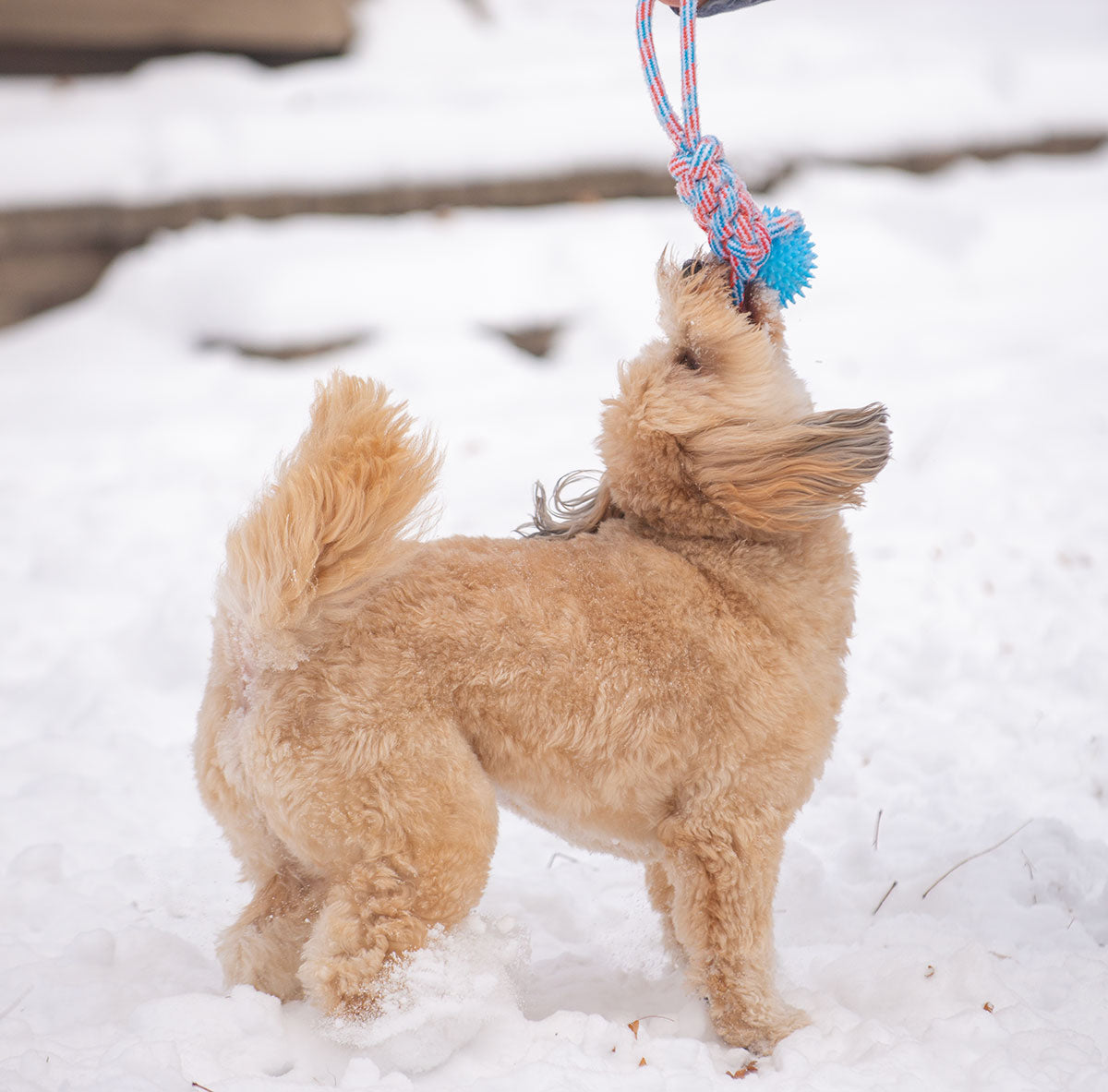 ThoozyPet Knotted Tug Rope Dog Toy with TPR Spike Ball Blue / Red 16"