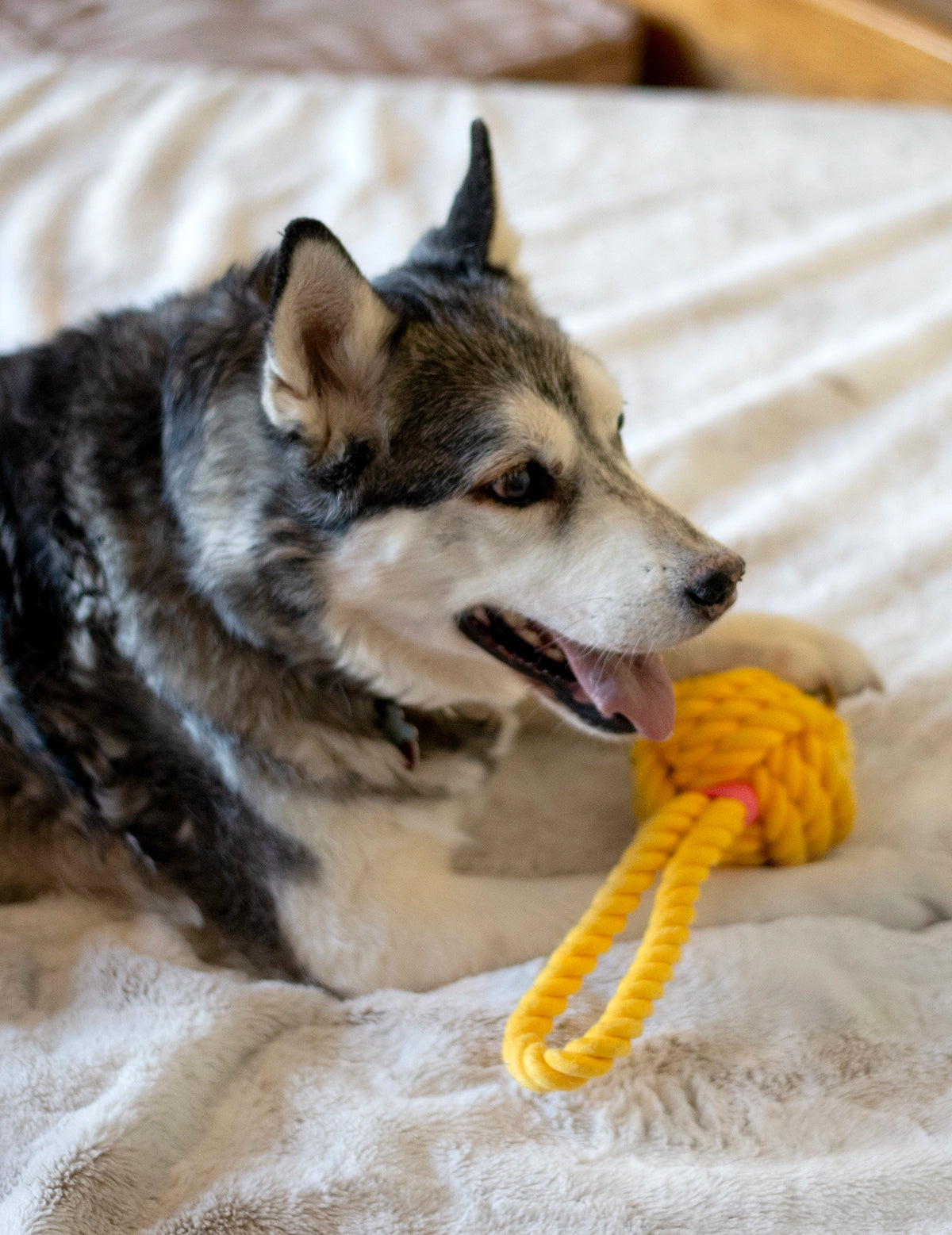 ThoozyPet Ball Tug Rope Dog Toy with Handle Yellow 5"