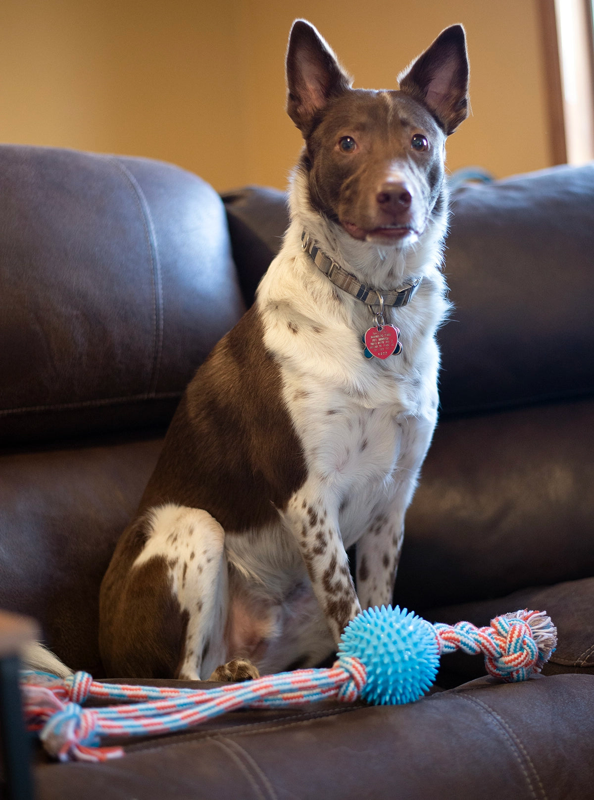 ThoozyPet Squid Tails Tug Rope Dog Toy with TPR Spike Ball Orange / Teal 22"