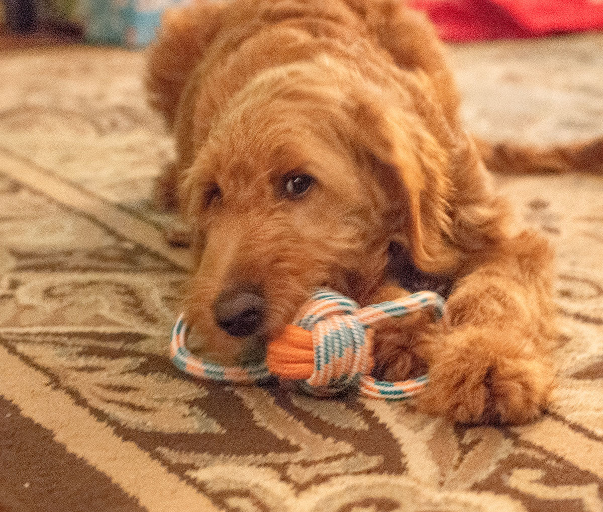 ThoozyPet Figure 8 Knot Ball Rope Dog Toy Orange / Teal 11.5"