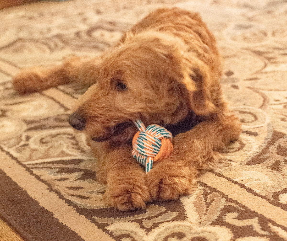 ThoozyPet Figure 8 Knot Ball Rope Dog Toy Orange / Teal 11.5"