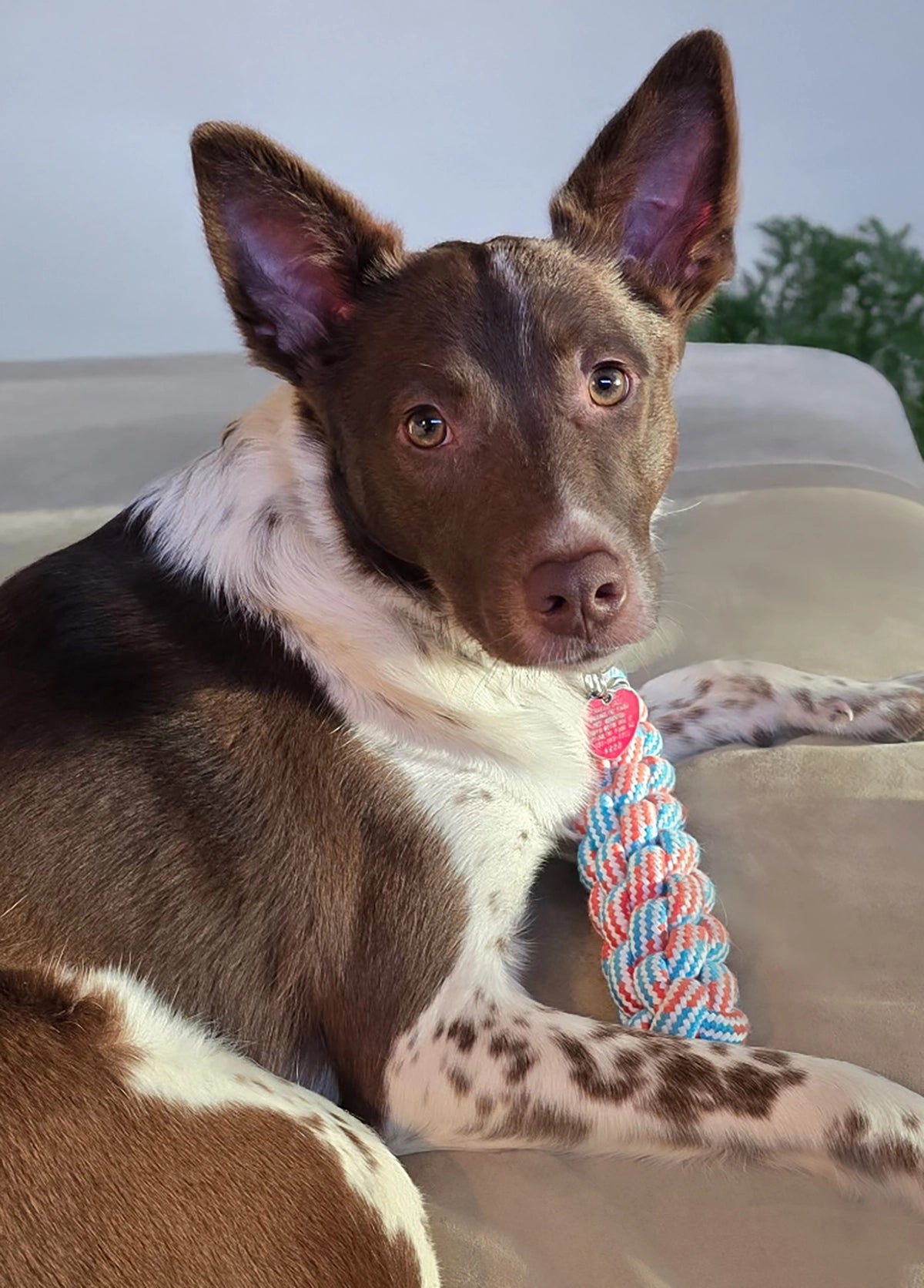 ThoozyPet Knotted Fetch Stick Rope Dog Toy Blue / Red 12.5"