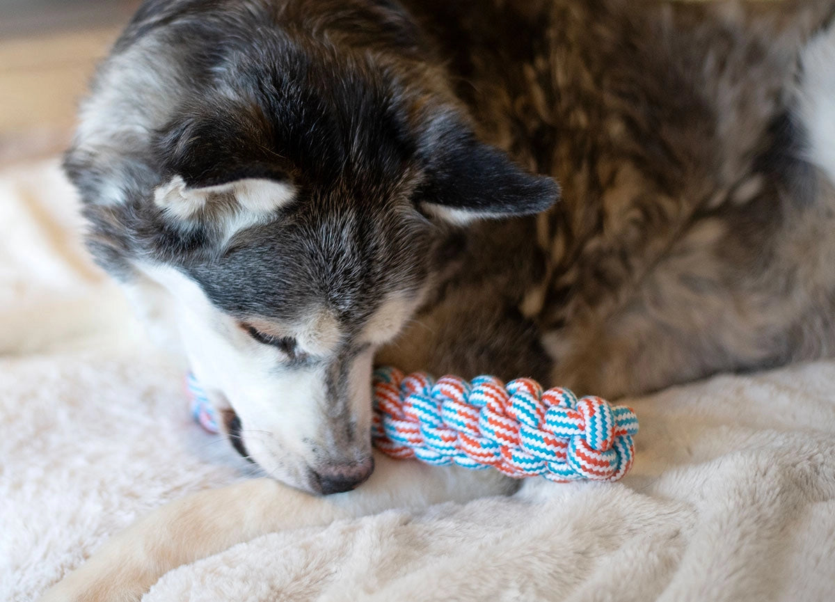 ThoozyPet Knotted Fetch Stick Rope Dog Toy Blue / Red 12.5"