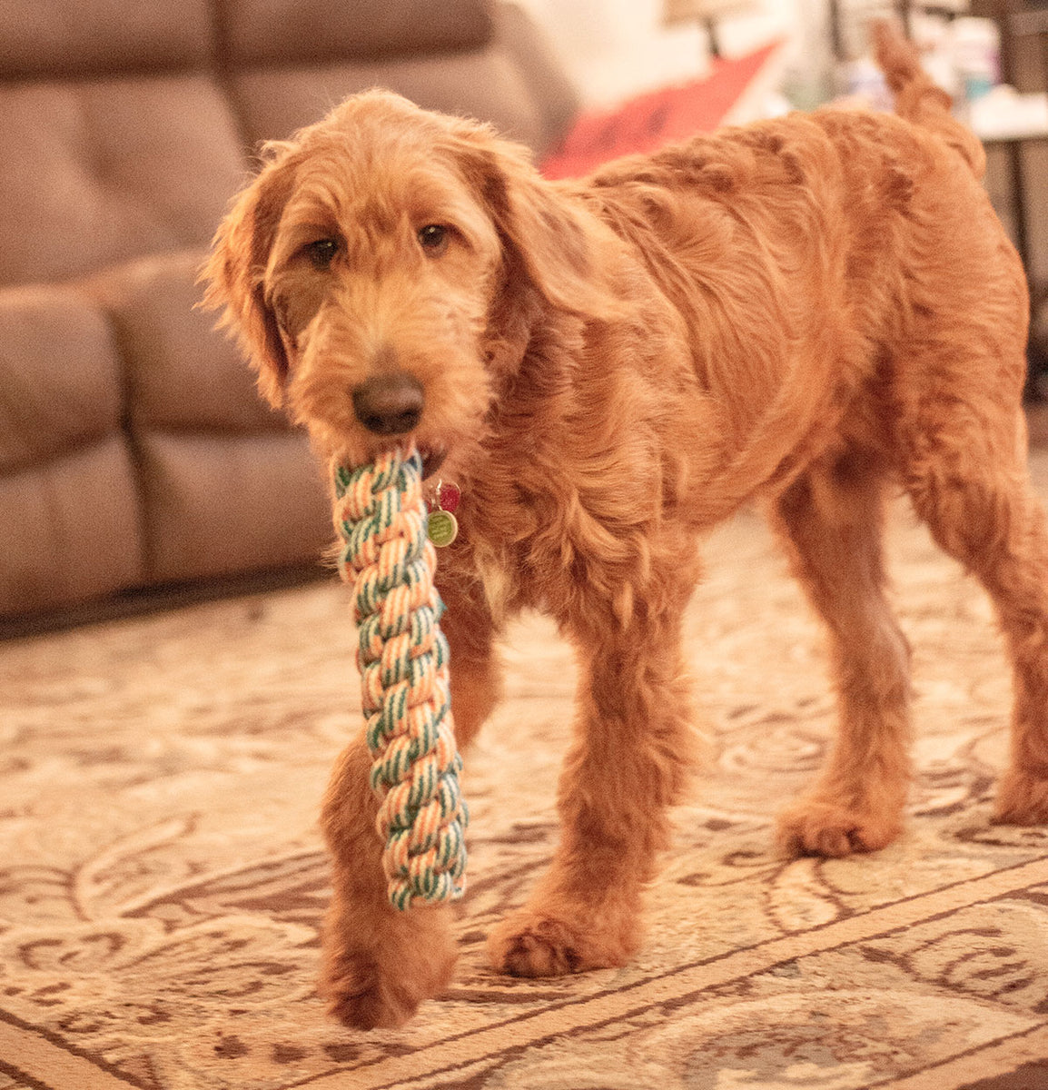 ThoozyPet Knotted Fetch Stick Rope Dog Toy Orange / Teal 12.5"