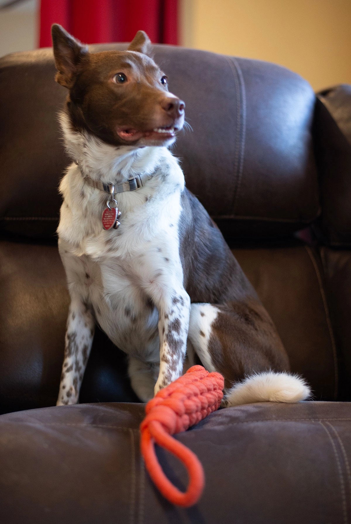 ThoozyPet Knotted Stick Rope Dog Toy with Handle Orange 11"