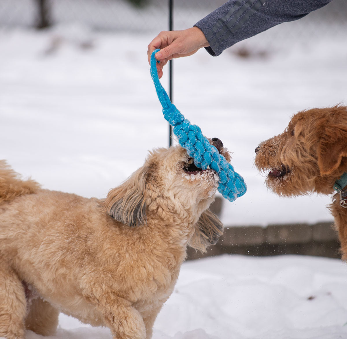 ThoozyPet Knotted Stick Rope Dog Toy with Handle Blue 11"