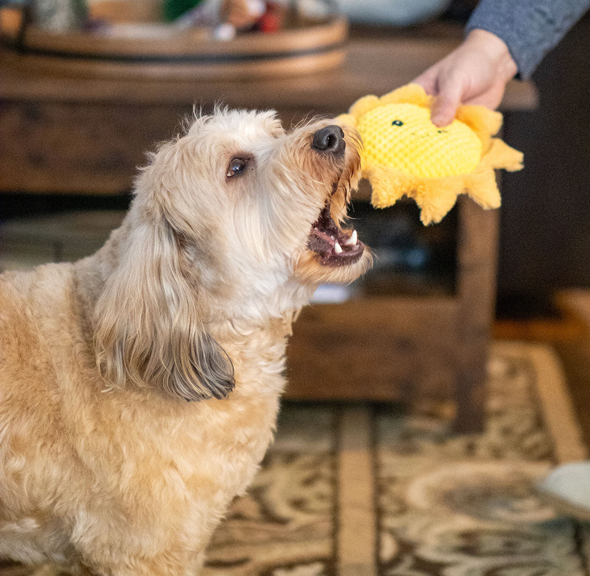 ThoozyPet Sun Plush Dog Toy 8"