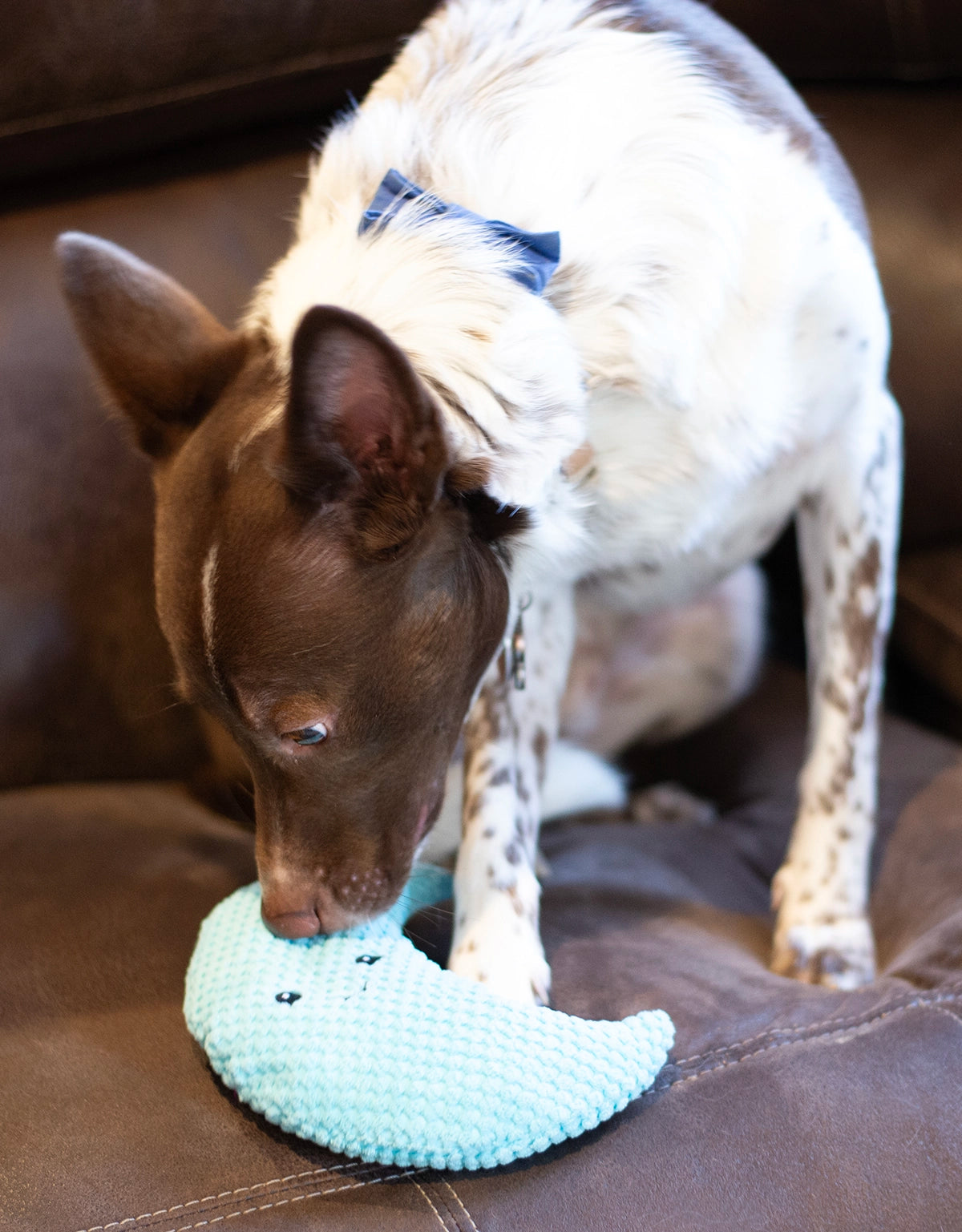 ThoozyPet Crescent Moon Plush Dog Toy 8"