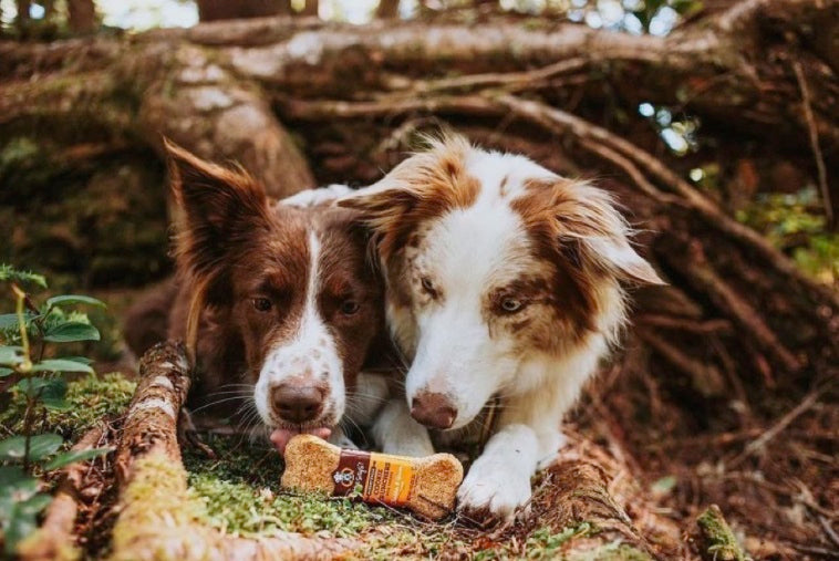 Etta Says! Cookie Crunchers Cheddar & Bacon Biscuit Dog Treat 1oz Display Box 24ct Individual UPC 853994001443