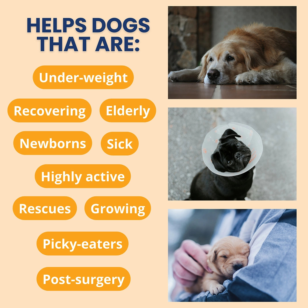 Under the Weather Ready Cal Plus w Electrolytes Squeezable for Dogs 3.5oz