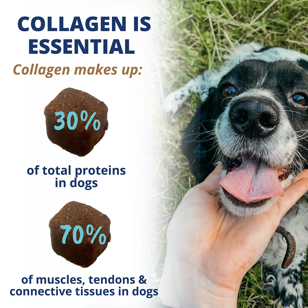 Under the Weather Collagen Soft Chew for Dogs 3.5oz