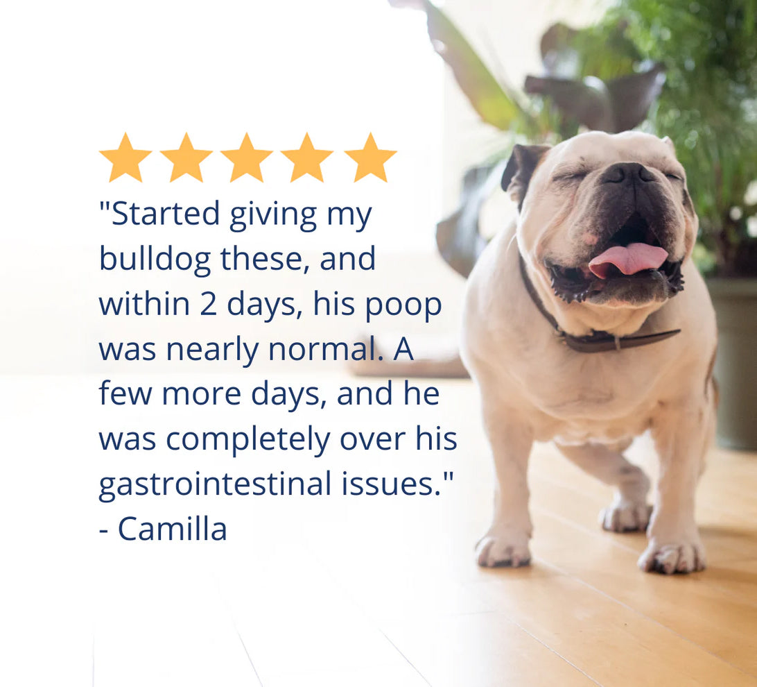 Under the Weather Probiotic Soft Chews for Dogs