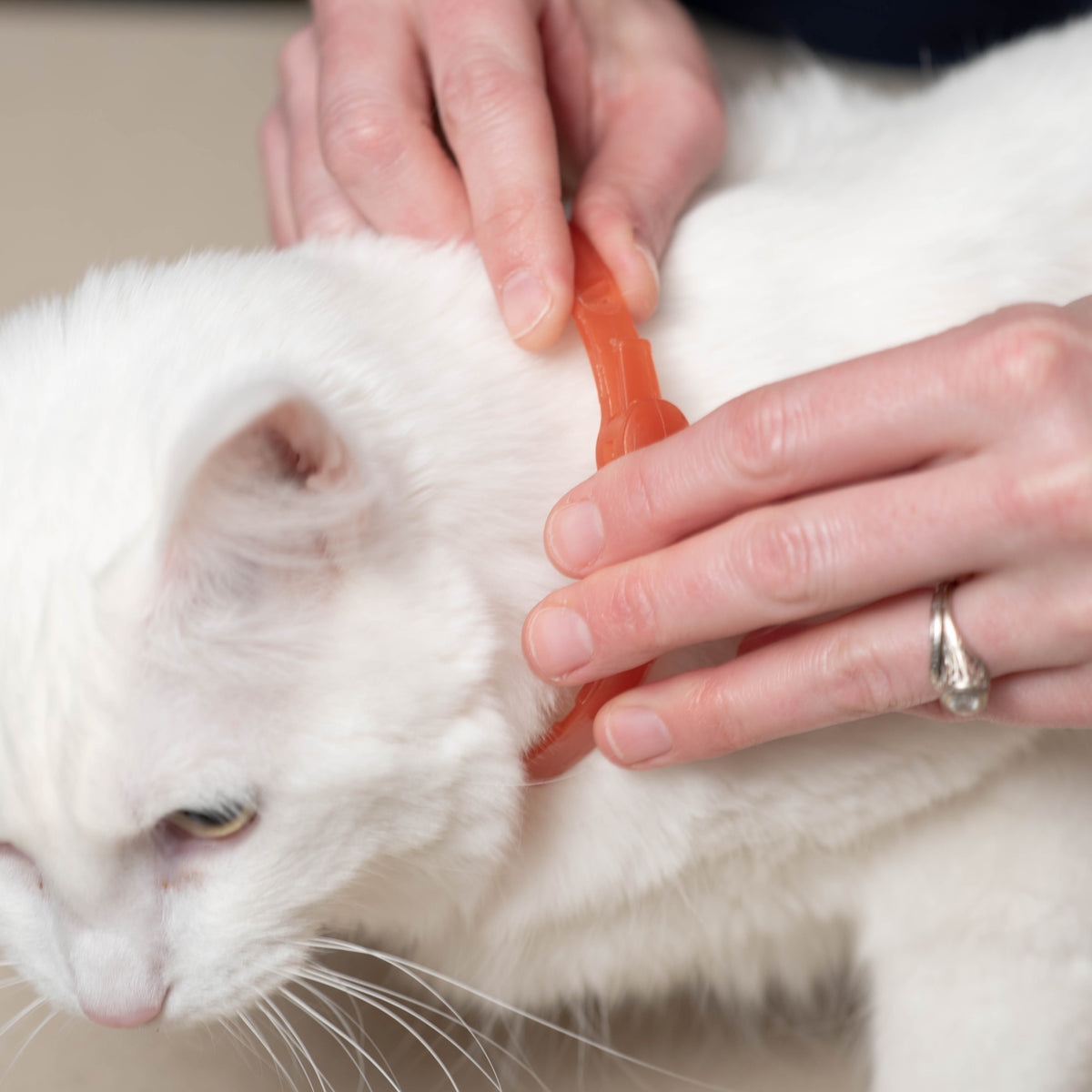 Wondercide Flea & Tick Collar for Cats - Peppermint