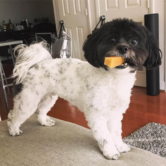 Yeti Small Chew Bulk 3lb Box