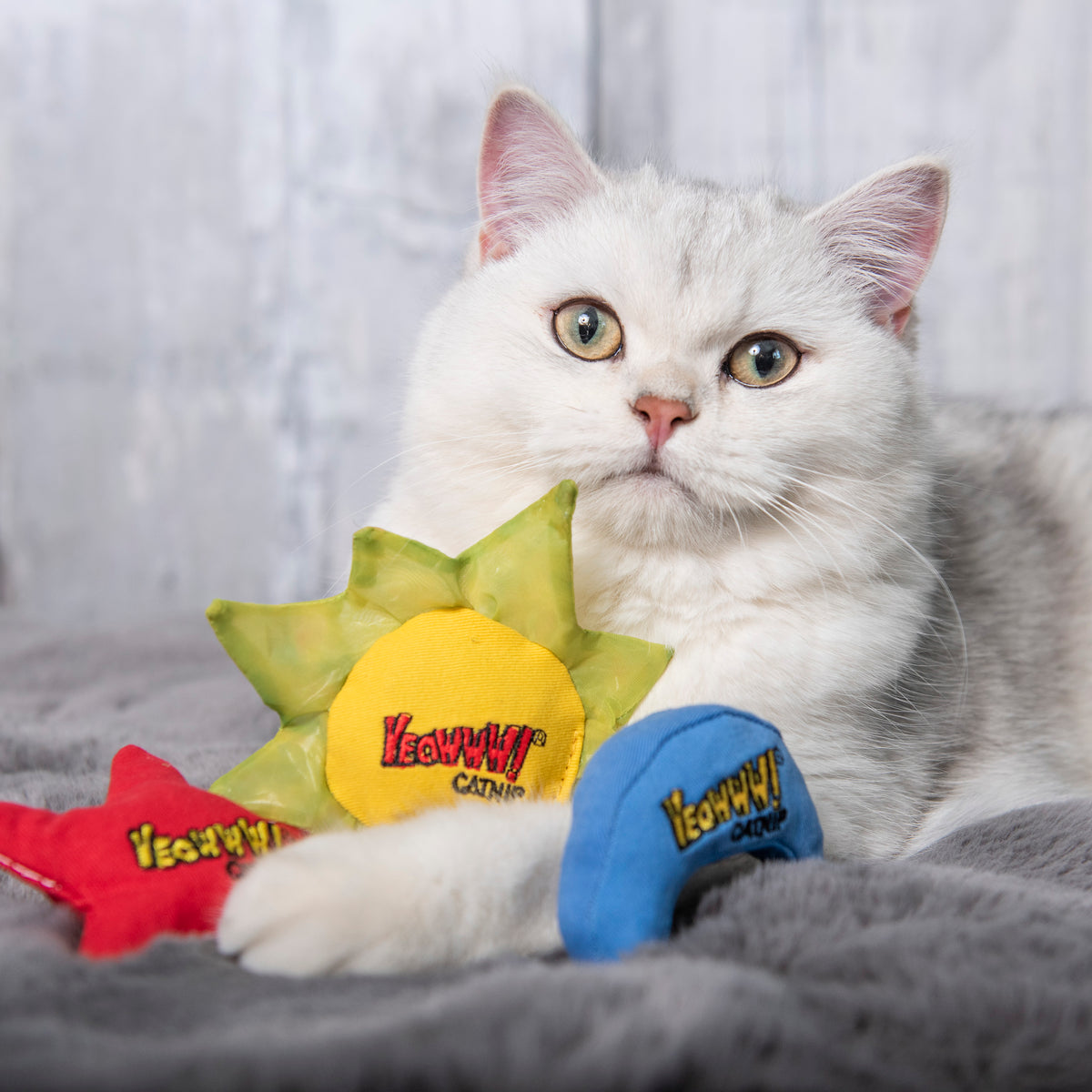 Yeowww! Sun Moon and Stars