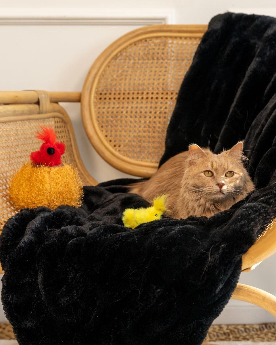 ZippyClaws Burrow - Birds in Nest