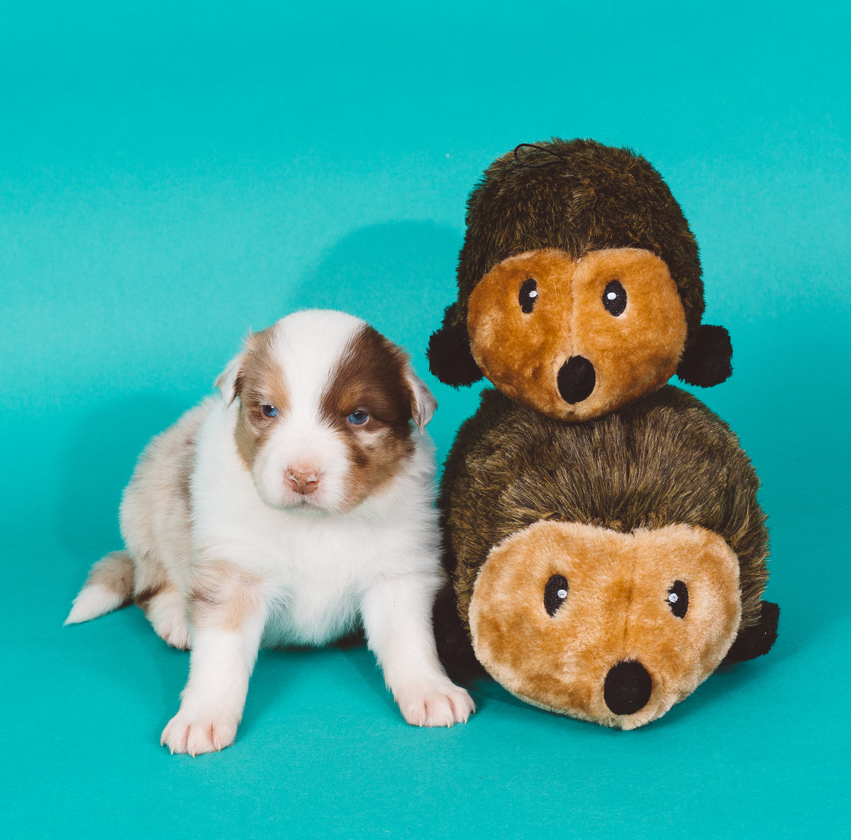 ZippyPaws Hedgehog Small