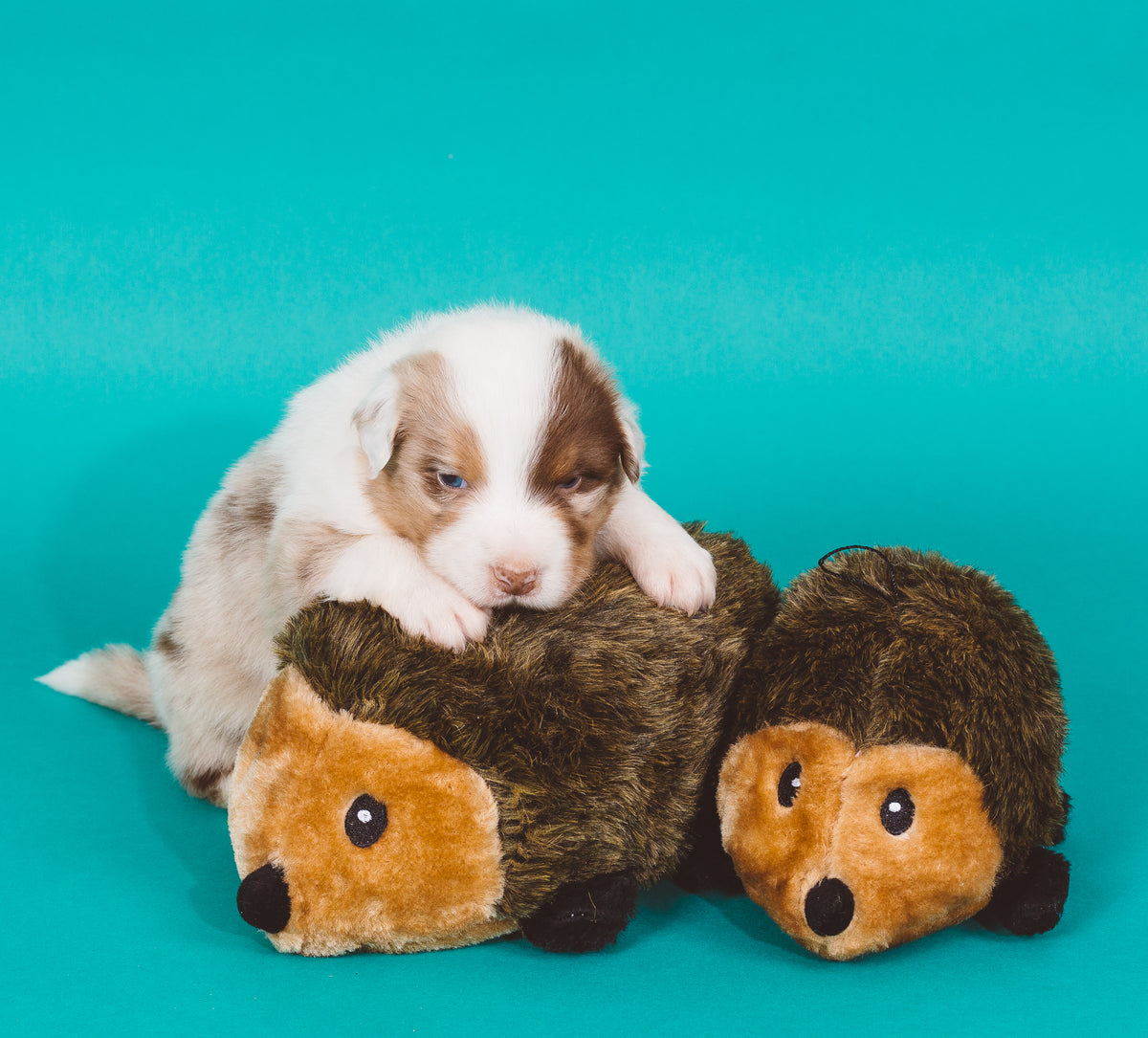 ZippyPaws Hedgehog Large