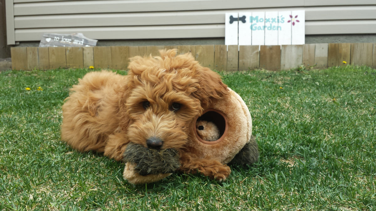 ZippyPaws Burrow Hedgehog Den