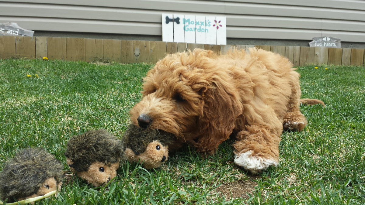 ZippyPaws Burrow Hedgehog Den