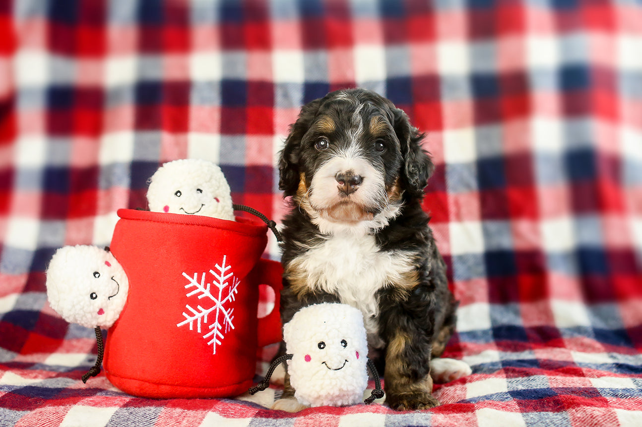 ZippyPaws Holiday Zippy Burrow Hot Cocoa Plush Dog Toy