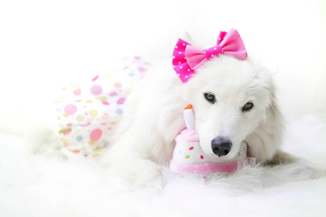 ZippyPaws Birthday Cake Pink