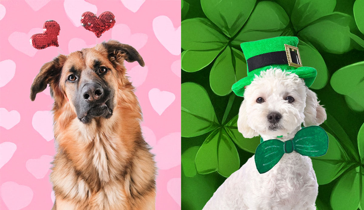 Seasonal Success Starts Here: Valentine’s Day & St. Patrick’s Day Pet Collections
