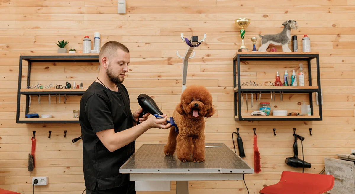 Andis Grooming Tools: A Retailer's Buyer Guide