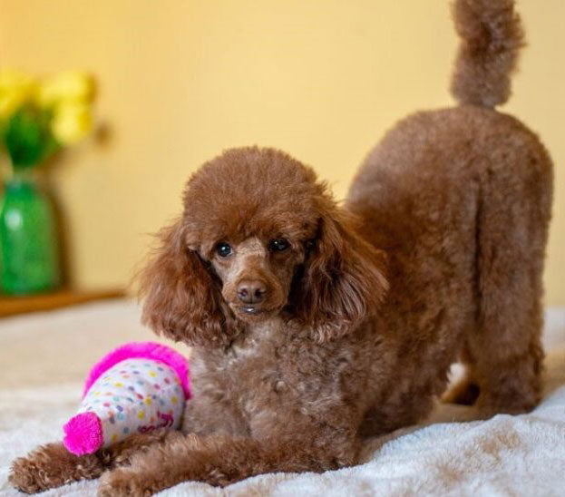 Pet Palette Distribution In The News: Future of Independents Lies in Multi-Dimensional Services